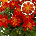 Afbeelding van Bidens P12 Red